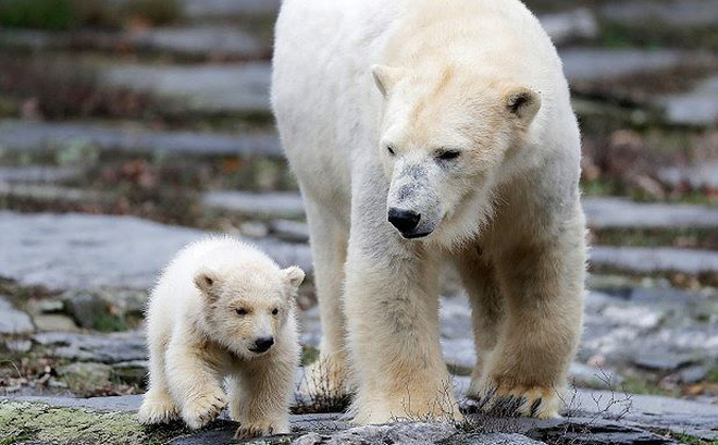 Chú gấu Bắc Cực con vừa ra đời ở lá phổi xanh Tiergarten của Berlin tại Đức