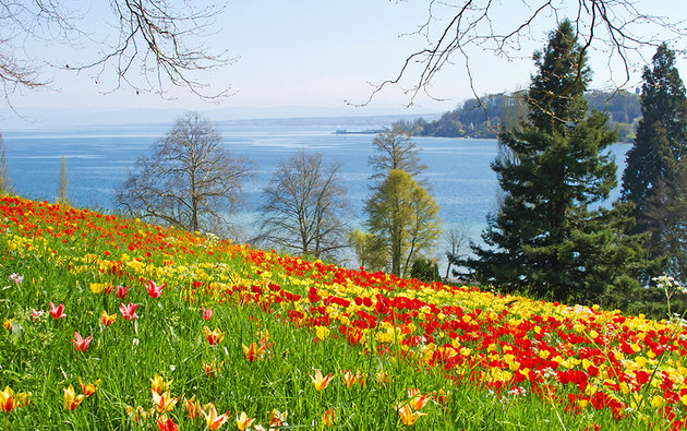 Ảnh đẹp về thiên nhiên nước Đức với ddapor hoa Mainau